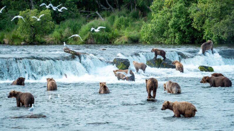 How to Get to Katmai National Park from Anchorage?