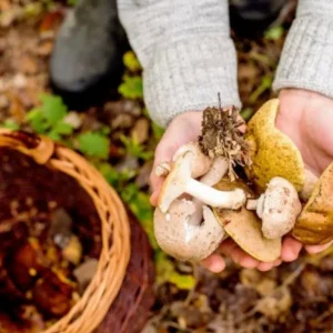 National Mushroom Day