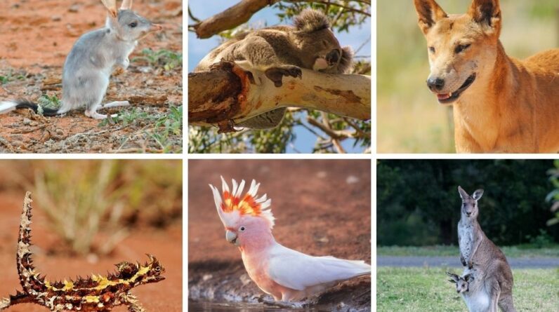 What is the National Animal of Australia